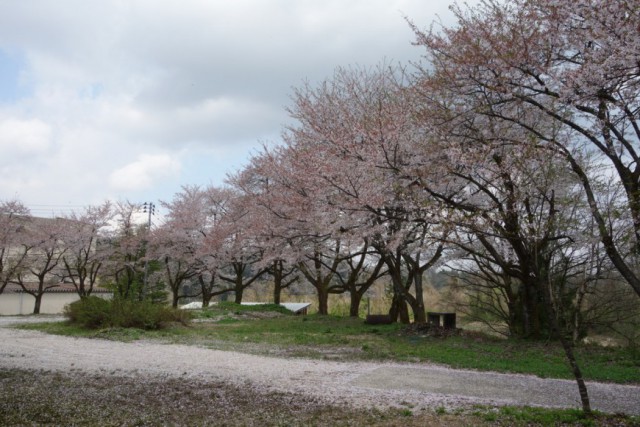 お花見