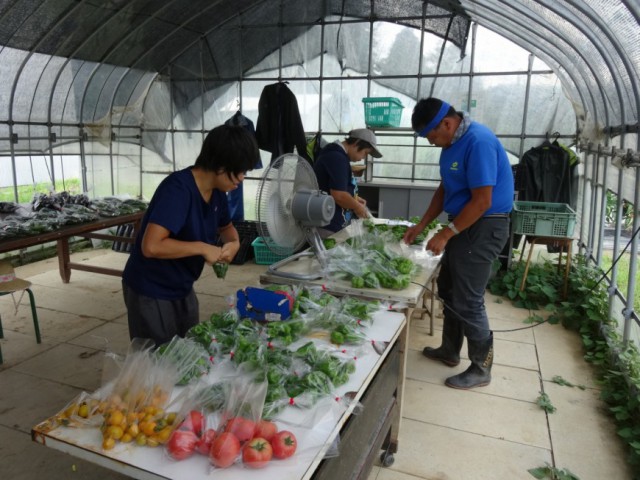 野菜出荷